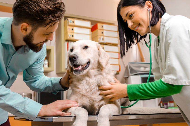 Why Should Veterinary Hospitals Create Monthly Paid Wellness Plans ...