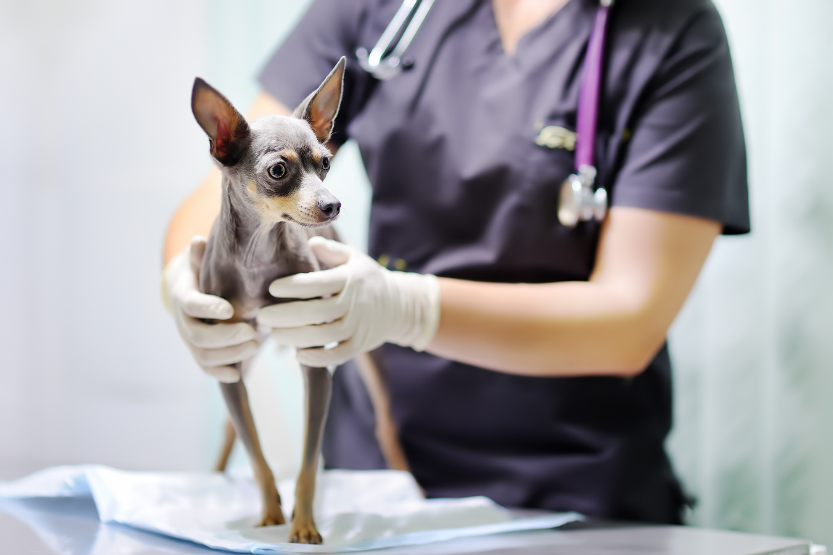 Vet Holding a Dog in A Clinic