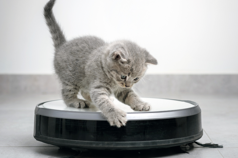 Little kitten trying to keep up with technology by riding a robot vacumn 