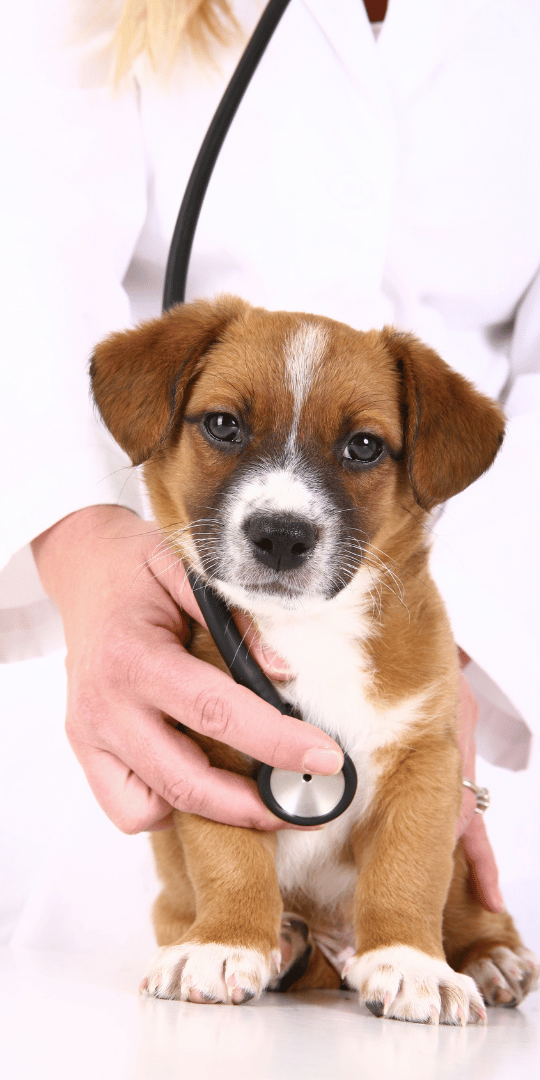Cute puppy getting an exam at a veterinary practice powered by VitusVet