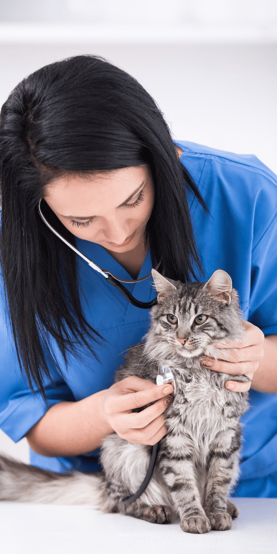 Veterinarian giving a cute kitten an exam