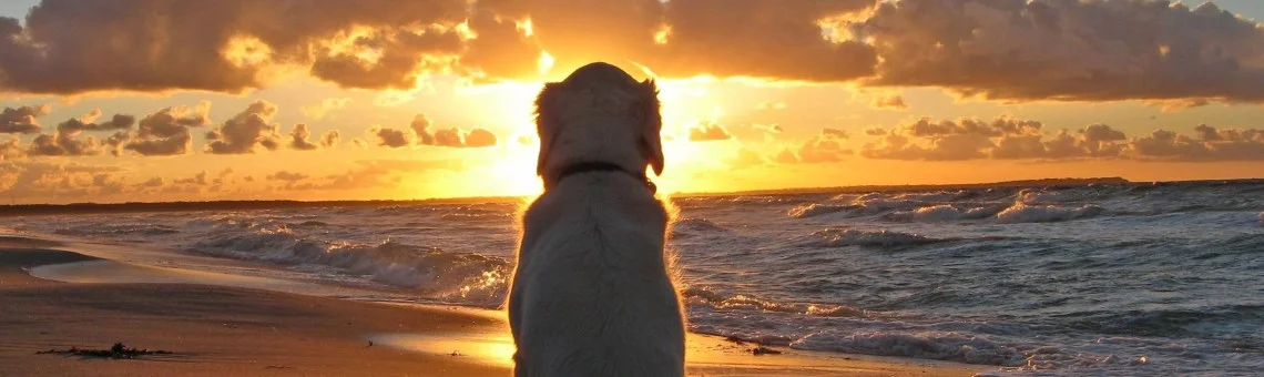 Dog sitting on a beach watching the sunset