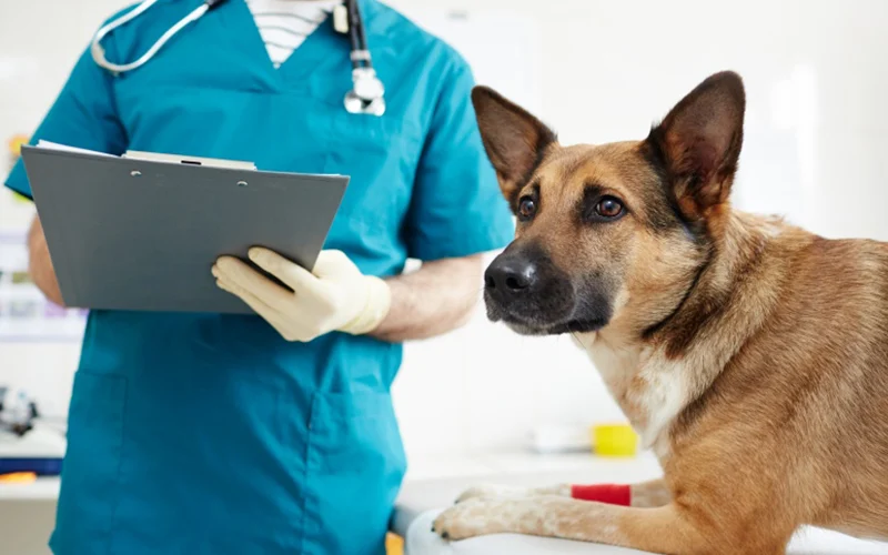 Veterinarian filling out a form with a patient